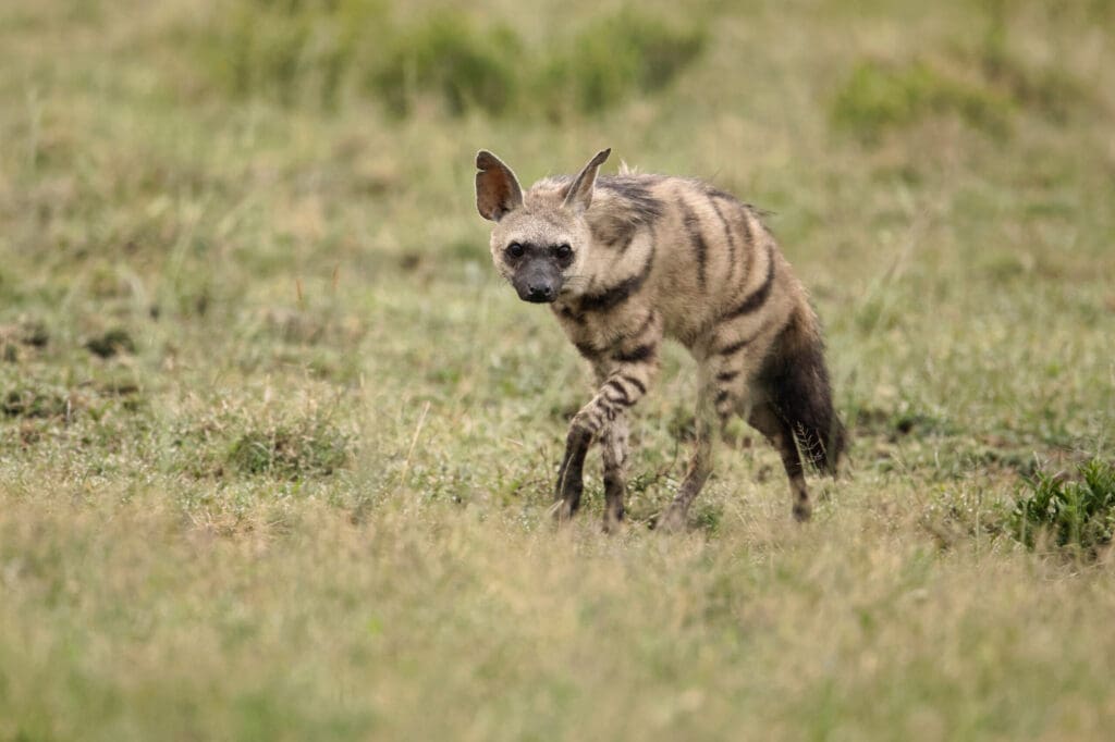 Aardwolf emerging from its den at twilight in Madikwe