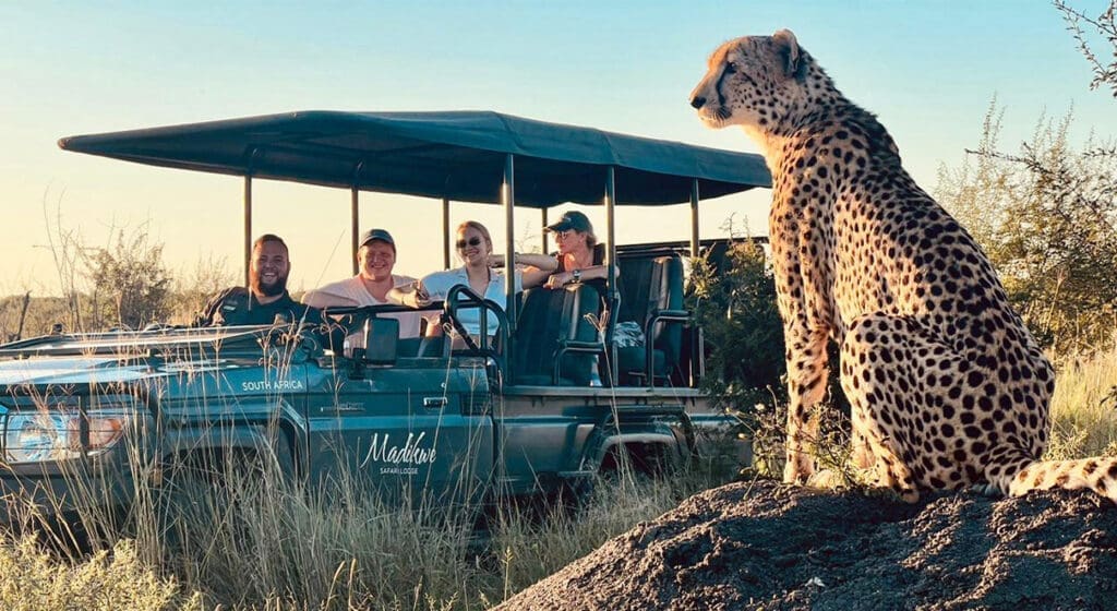 Cheetah posing for a photo in open grassland of Madikwe