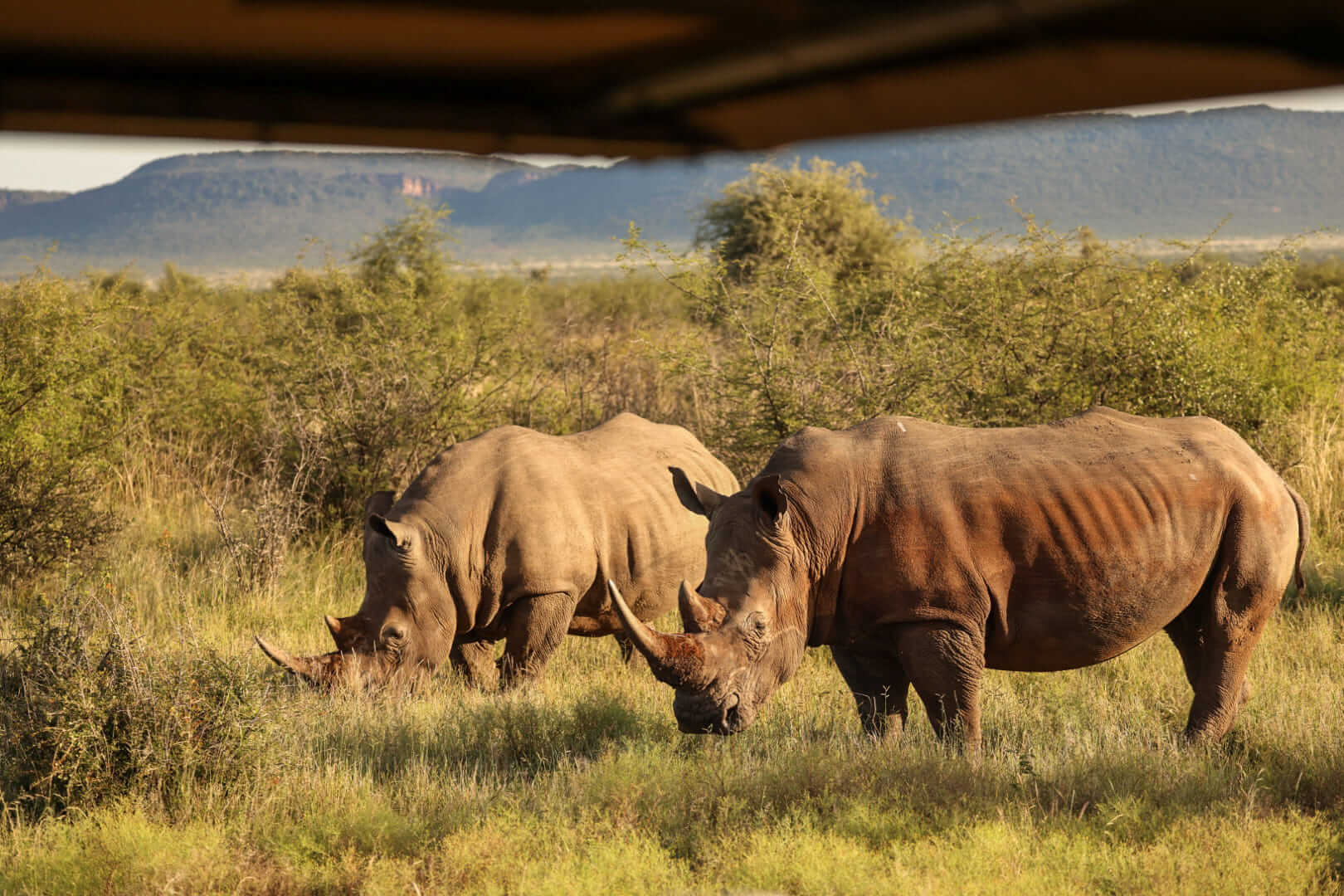 The Heart of Conservation at Madikwe Safari Lodge