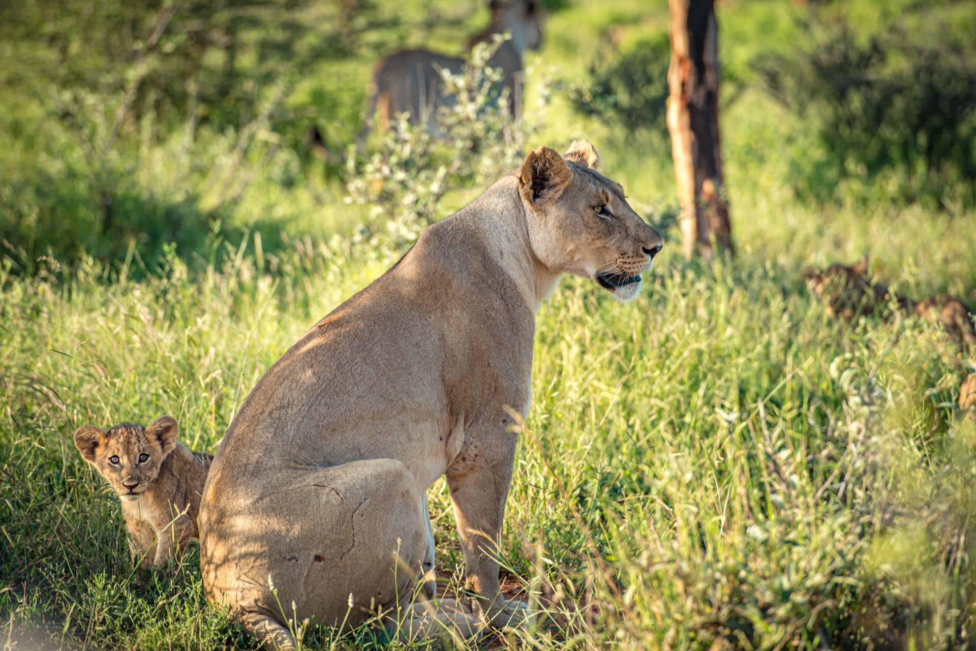 Uncovering the Precarious World of Lion Cubs at Madikwe