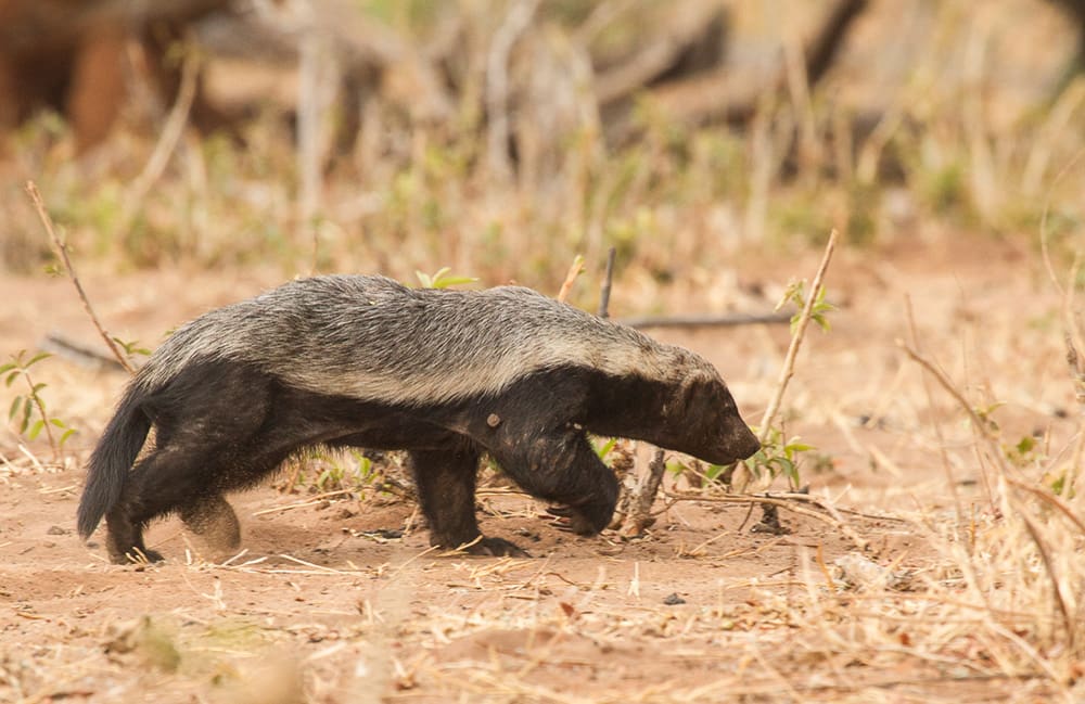 Meet The Fearless Honey Badger The Most Daring Animal in the African Bush