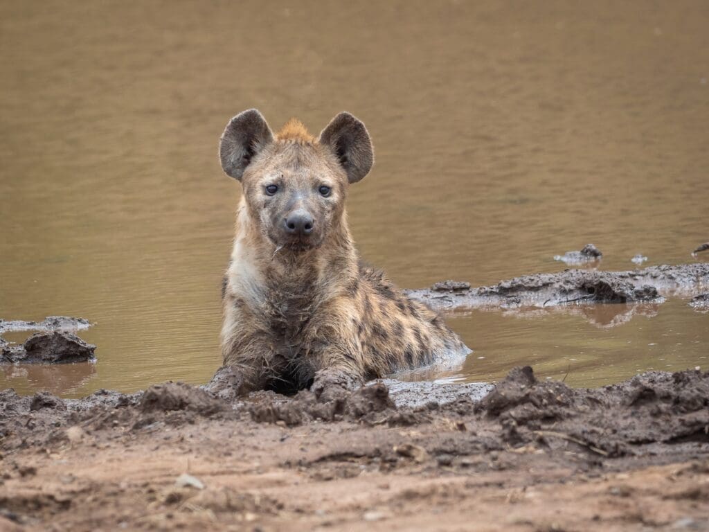 Striped hyena in water
