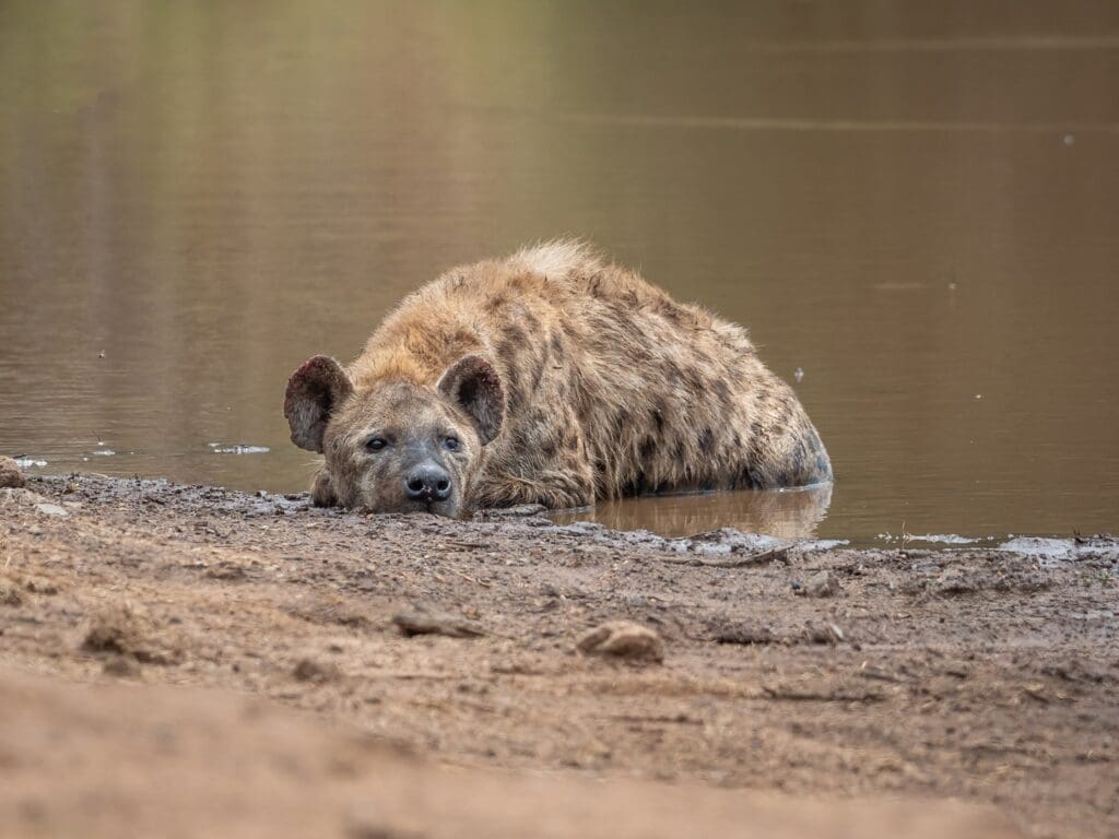 Striped hyena in water